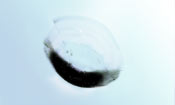 Half Moon Chip